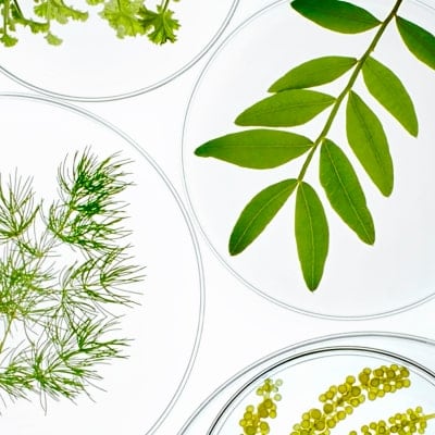 scientific dish with floral ingredient