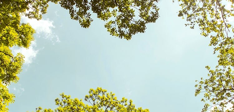 A forest of trees with the glare of the sun in the middle